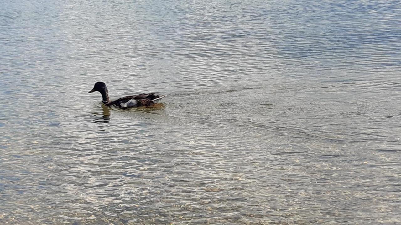 Wildente Am See Maishofen Ngoại thất bức ảnh